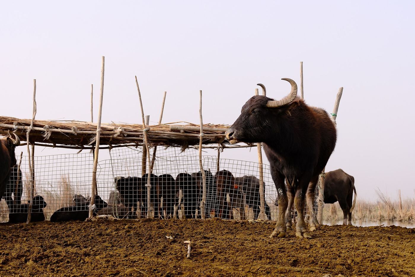 Chibayish Marshes, Nasiriyah & Ur